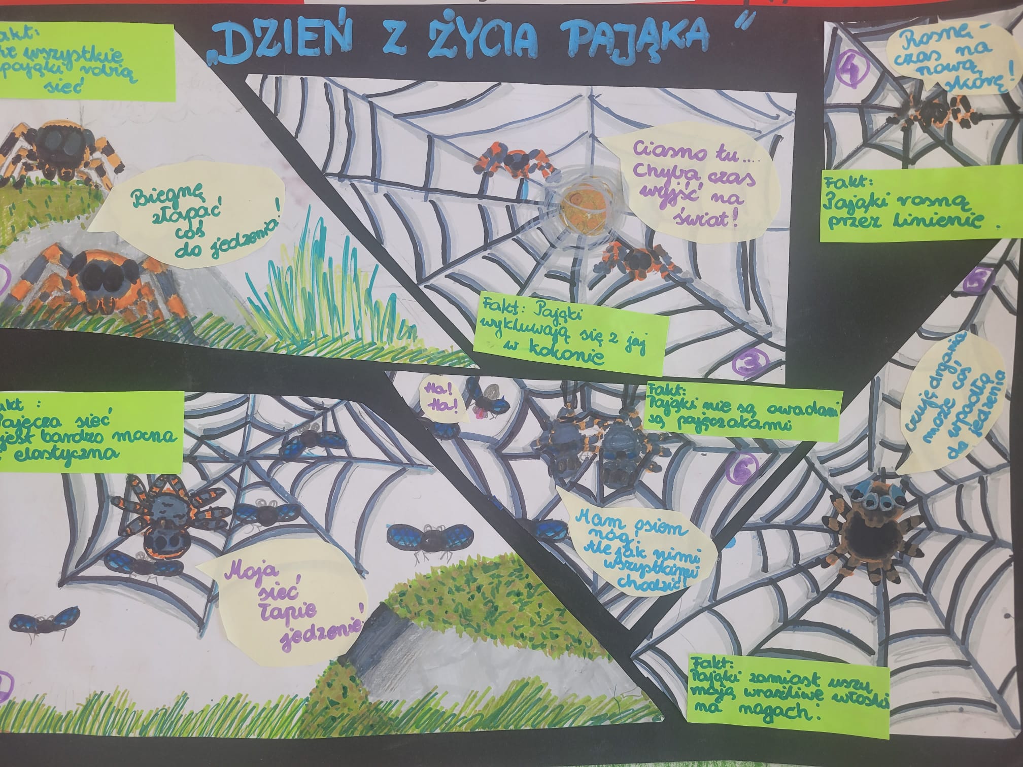 Zdjęcie obrazujące aktualność: Dzień Pająka 2026 